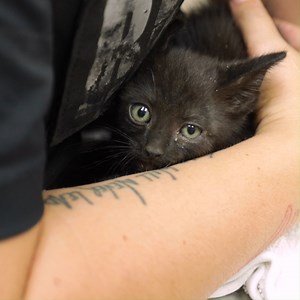 7.5K views · 436 reactions | Rescued Today! Thanks to our amazing team, this kitten is now safe and sound at our shelter getting the care it needs. If you see an animal in need in Detroit, Hamtramck or Highland Park please call our Field Services team at (313) 872-3401. If you are outside of our service area, please call your local animal control or police department for assistance. | Michigan Humane | Facebook