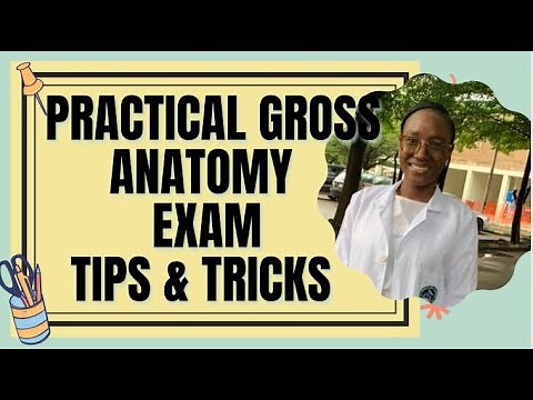 GROSS ANATOMY STEEPLECHASE EXAMS TIPS&TRICKS||How to have distinctions in Anatomy Practical Exam