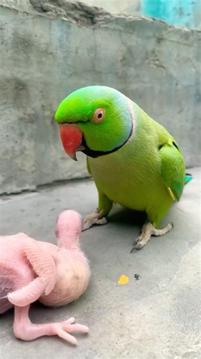 Indian Ringneck parrot video # Talking parrot video #nonstoptalkingparrot #talkingparrot #viralvideo