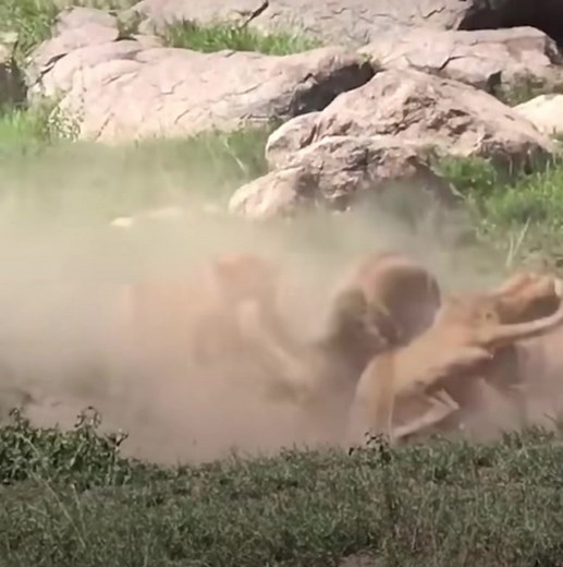 Lions Among Themselves: Understanding Pride Dynamics