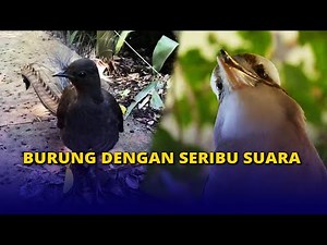 Burung Kecapi, Sang Peniru Suara Ulung Asal Australia
