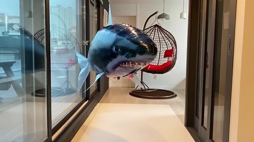 Floating Shark Prank Video