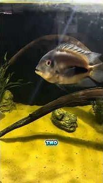 My 220 Gallon Cichlid Tank