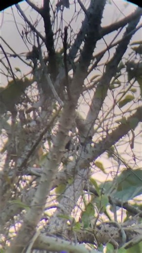 Yellow Bird Running Around the Trees 🌳🐤 | Joyful Backyard Moments