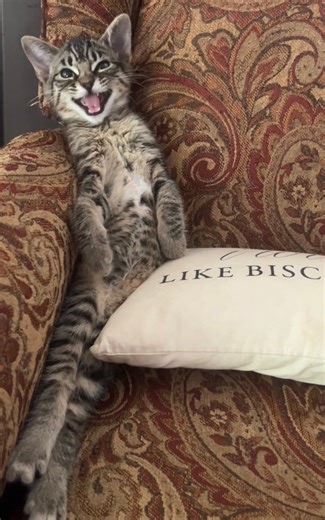 It’s been exactly two months since I rescued a stray mama cat & her kittens. Here’s a little update for those who’ve been asking! | Mrs Happy Homemaker