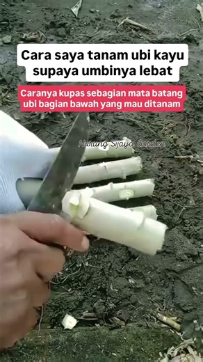 cara tanam ubi kayu supaya umbinya lebat #garden #bertani