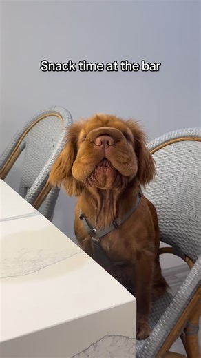 Bailey the Mini Hippo on Instagram: "Snack time at the new breakfast bar. We love the bar stools and waterfall counter top. Feels so luxe."