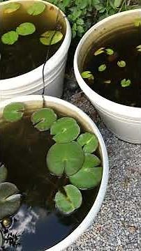 Container Water Gardening Tips For Waterlilies, Lotus & Pond Plants