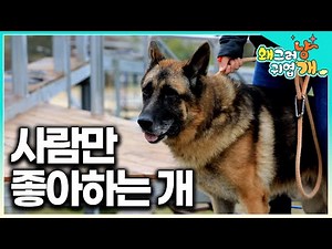 A dog that literally bites everyone but their owner! Can Seol-ssam tame this aggressive Shepherd?...