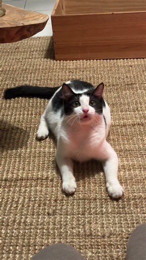 Domestic Short Hair Cat For Adoption - 1 Year 2 Months, Zorro from Taman Melati , Kuala Lu..