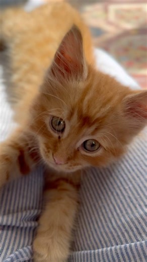 Baby FuFu falling asleep #cute #kitten #youtubeshorts #shorts #fufu #sleep #fypシ #fyp #cat #catlove