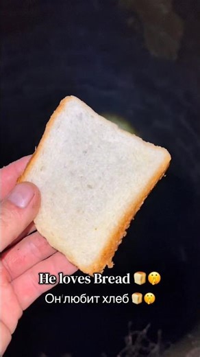 Do you like bread too?#fishing #fish