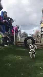 1.4M views · 5.7K reactions | Miniature pig racing Credit: Pennywell Farm | Thatsfarming.com | Facebook