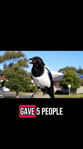 Hilarious Moments with Melbourne's Magpies!