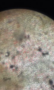 What an Apple Looks Like Under the Microscope