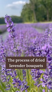 Dried Lavender Bouquets They are a labor of love and here is a look back on the work we put in to create them for you. 💜 We cut them fresh and hang them to dry in a dim place to preserve the colors and fragrance. After they are completely dry, we are take them down and package them to further preserve them.What’s your favorite thing to do with dried lavender? Let us know in the comments ⬇️ #copperknollfarms #lavenderfarm #njlavender #newjerseylavender #njagriculture #jerseyfreshisbest #njwomeni
