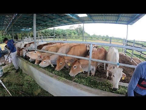 projek ternakan lembu
