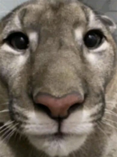 Enhancing Animation Skills with FNF Mod