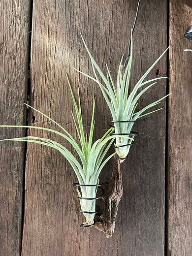 give us ideas what to mount with air plants next⁉️we will do our best~ #tillymiri #绿植 #空气凤梨 #gardendecor #natureheals #gardendecor #tillandsia #naturevibes #homedecor #outdoor #airplants | TillyMiri - Air Plants from Malaysia
