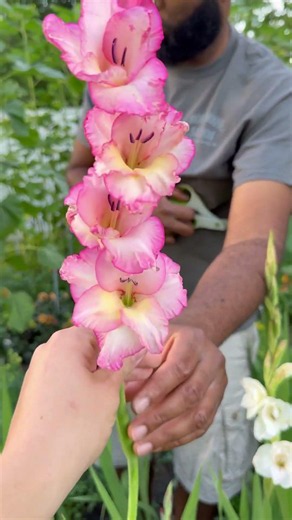 He’s my stem dealer… and business is blooming 🌼 #gladiolus #cutflowers
