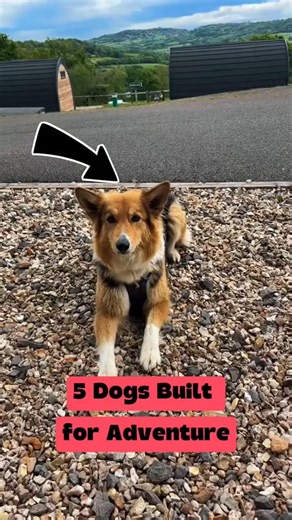 5 Dogs Built for Adventure 🌍🐶