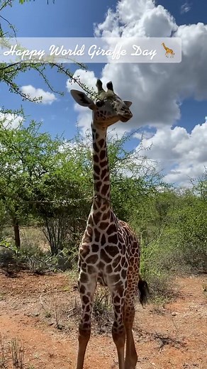 Protect Giraffes: Join the Fight Against Habitat Loss and Poaching