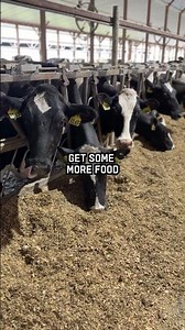 A Day in the Life of a Dairy Cow 🐄