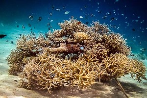 Reefscapers - Specialists in Coral Propagation
