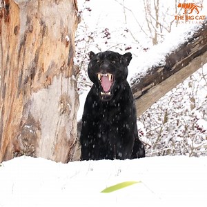 262K views · 62K reactions | ❄️ Some cats just fall in love with the snow and our Black jaguar, Neron seemed to really enjoy the wintery surroundings. His markings look as striking as ever when he stands on his back legs to stretch. | The Big Cat Sanctuary | Facebook