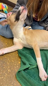 4.7K views · 71 reactions | Sweet, petite, boxer - beagle mix Tula is...