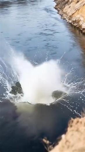 57K views · 819 reactions | Security protection by dog- | Musa Adem Jihaad | Facebook