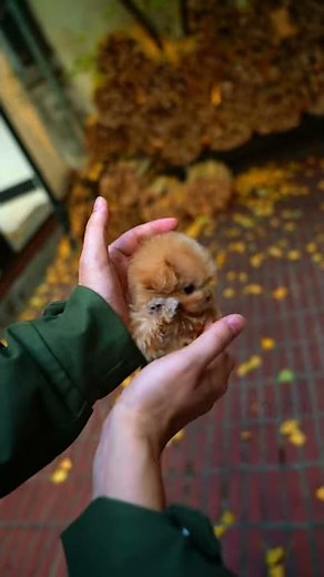 Adorable teacup maltipoo for sale ｜ Miniteacuppuppy #Shorts