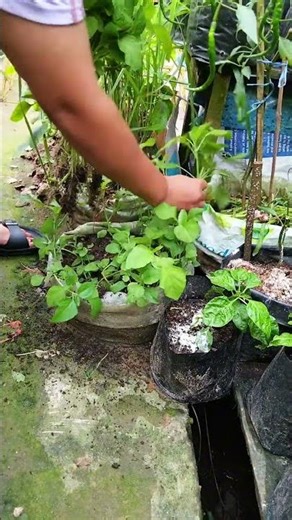 Bayam hijau🌱🪴 #gardening #petiksayur #panensayuran