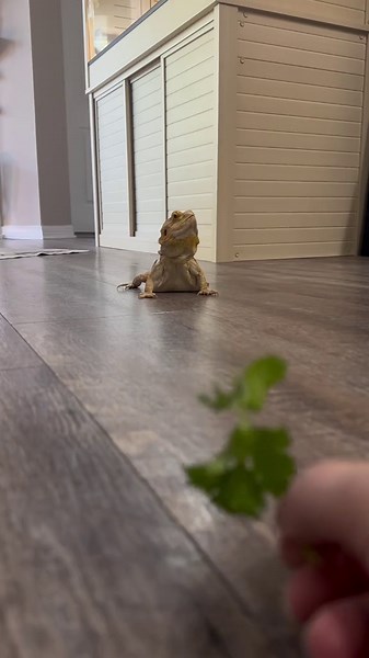 This Bearded Dragon’s Love Language? Snacks Every Time