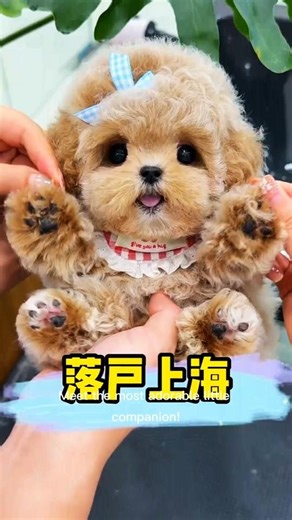 Tiny Poodle Puppy Transformation! 🐩✨