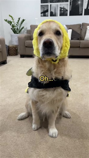 Oh I’m a bumbleebee #dog #goldenretriever #dogsoftiktok #bumblebee #goldenretrieverlife #kfc
