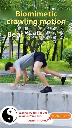 Bionic animal crawl - Core workout for spinal health! #TaoistYoga #TaiChiForJointPainTai