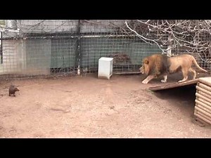 : English ESL video lessons