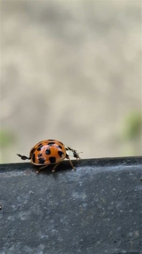 Multicolored asian ladybeetle (Harmonia axyridis)