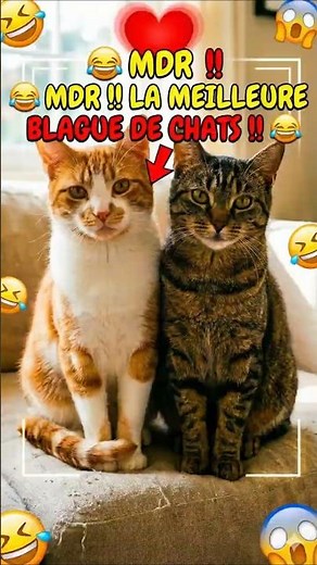Quand deux chats sont amoureux 😻#humour #chats