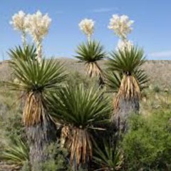 ユッカ・ファクソニアーナ｜Yucca  faxoniana