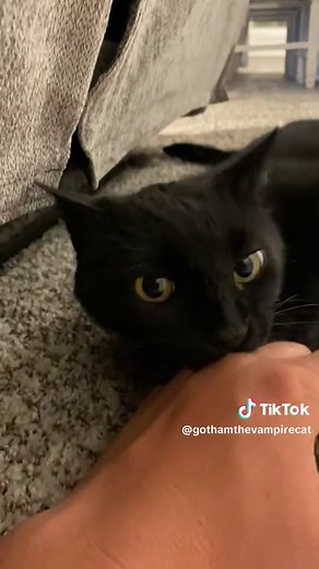 Discover the Vampire Cat Phenomenon