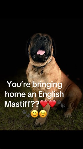 Mastiff ownership MUST include approval of slobber in every part of life! #englishmastifflife