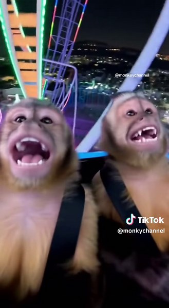 Monkeys Having a Great Time: A Fun Video