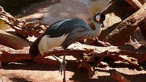 Et si la musique nous aidait à protéger la biodiversité ? - RTBF Actus