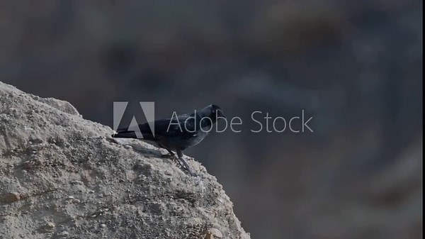 Western jackdaw (Coloeus monedula), also known as the Eurasian jackdaw สต็อกวิดีโอ