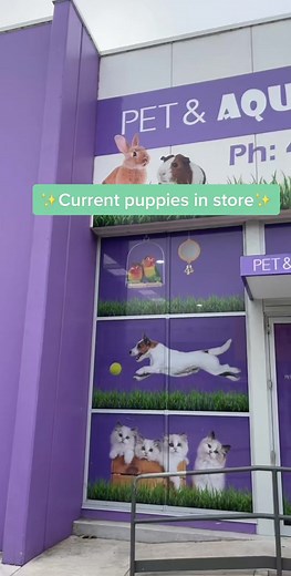 Miniature Dachshund and Cavoodle Puppies for Sale in NSW | Visit our Family Pet Shop Today!