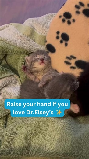 Shelter kitties love Dr. Elsey's Precious Cat Products, and so do we! 🐾😺 Across the nation, Dr. Elsey’s supplies our cat centers with necessary essentials and supplies. We couldn’t be more grateful for their HUGE contribution to our mission. | PetSmart Charities