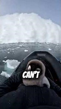 THE NIGHT I SAVED A PENGUIN FROM CERTAIN DEATH #shorts