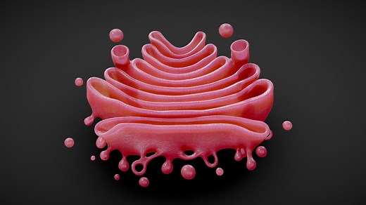 Golgi Apparatus Anatomy - Buy Royalty Free 3D model by Nima (@h3ydari96)